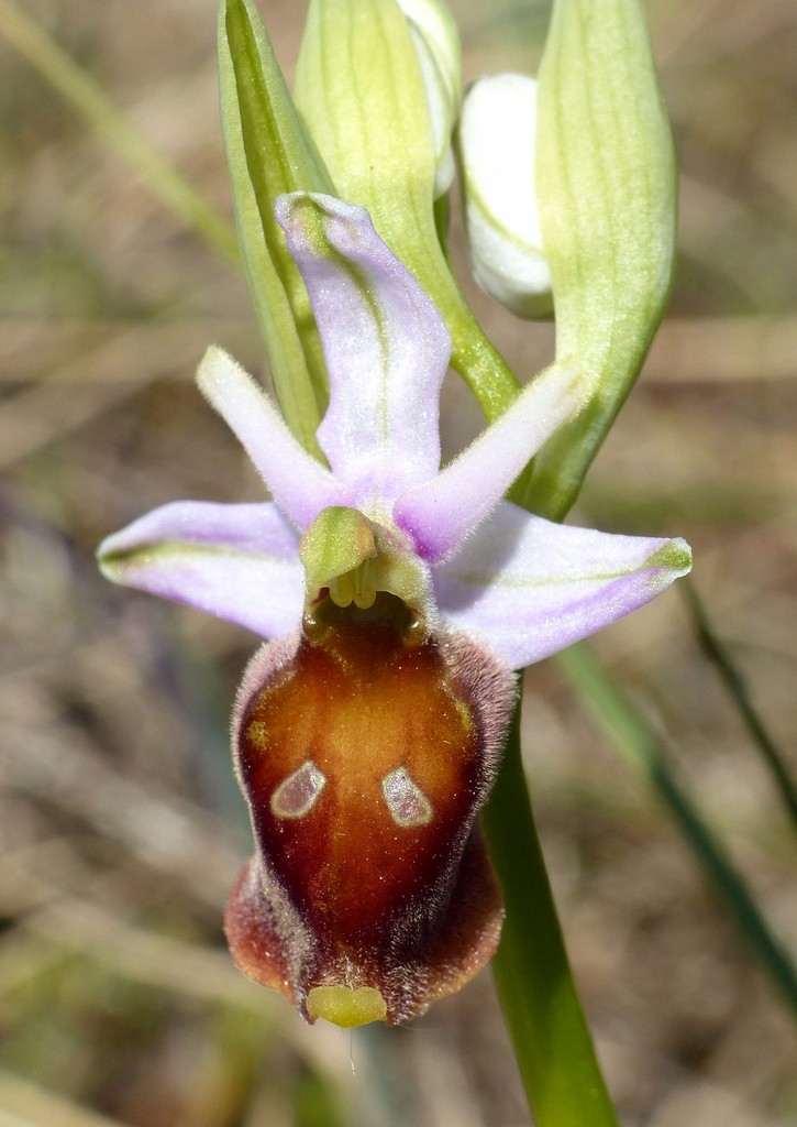 Ophrys crabronifera nellAbruzzo aquilano - aprile  2022.